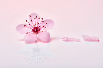 Single pink cherry blossom flower with petals. Almond blossom or sakura flower macro with petals.