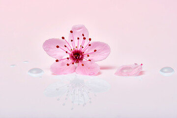 Single pink cherry blossom flower with petals and water droplets. Almond blossom or sakura flower macro with petals and drops of water.. 