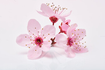 Three pink cherry blossom flowers on clean background. Three almond blossom or sakura flowers macro...