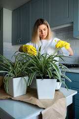 Woman gardening takes care house plants at kitchen