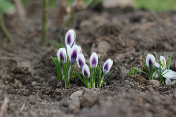 A group of white and purple crocuses (Crocus vernus) in a flower bed. Beautiful spring flowers.