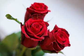Close up of three red roses with white background