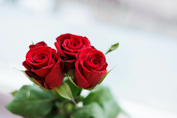 Close up of three red roses with white background