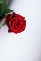 Close up of three red roses with white background
