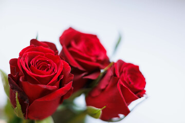 Close up of three red roses with white background