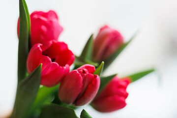 Close up of Red Tulips bucket