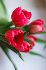 Close up of Red Tulips bucket