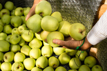 Recolección de manzanas