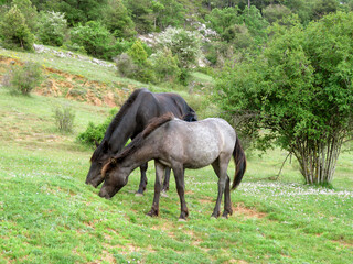 Fototapeta premium horses in the meadow