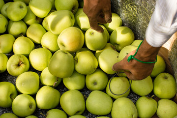 Recolección de manzanas