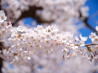 桜のアップ