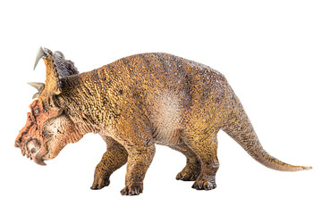 Pachyrhinosaurus  , dinosaur on white background .