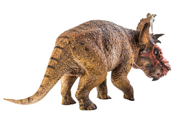 Fototapeta premium Pachyrhinosaurus , dinosaur on white background .