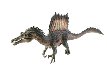 Naklejka premium Spinosaurus , dinosaur on white background .