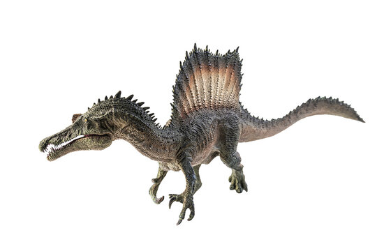 Fototapeta Spinosaurus , dinosaur on white background .
