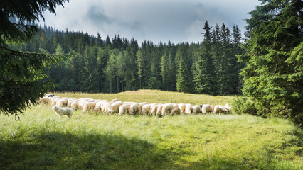 sheep on the Tatra trail in Kalatówki