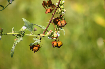 Dried dog rose seeds closeup view with green blurred background