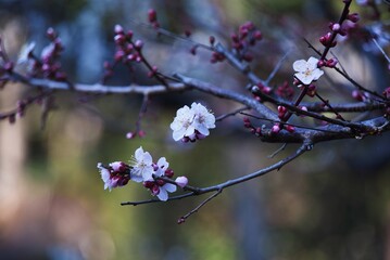 White Japanese apricot blossoms in full bloom. Every year from January to March, pretty flowers bloom as if to signal the arrival of spring, and Ume festivals are held here and there in Japan. 