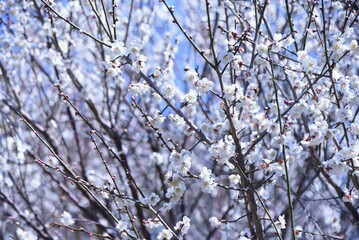 White Japanese apricot blossoms in full bloom. Every year from January to March, pretty flowers bloom as if to signal the arrival of spring, and Ume festivals are held here and there in Japan. 