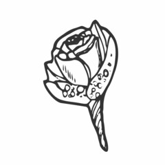 Isolated vector illustration of a small rose boutonniere, bouquet or bough. Cute vintage style.