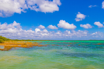 Muyil Lagoon panorama view landscape nature turquoise water Mexico.