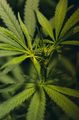 flowering cannabis plant indoors