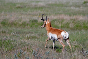 Pronghorn male