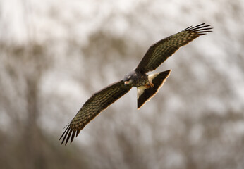 gavião-caramujeiro (Rostrhamus sociabilis)