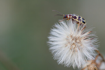 Vaquinha (Diabrotica speciosa)