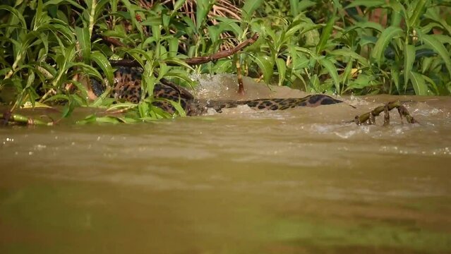 Jaguar fighting with a crocodile inside the water on a river bank