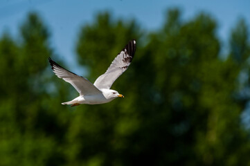 Ring-billed Seagull (Larus delawarensis) in flight