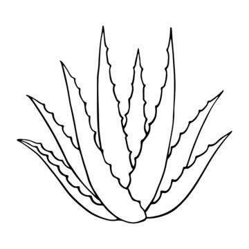 recommend clip art: Hand-drawn aloe vera plant