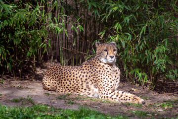 Cheetah animal, top speed predator resting. 