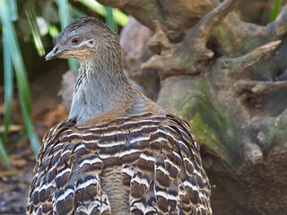 Dynamic vital Malleefowl with soft understated plumage.
