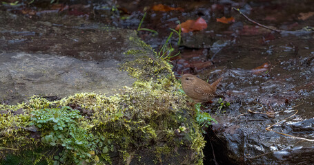 A wren closeup in thuringia at spring