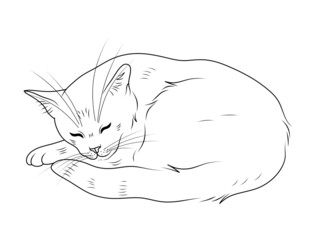 Contour illustration of a sleeping cat. Painted pet. Cat illustration. Line art cat. Coloring a sleeping cat.