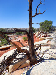 Ancient time worn juniper tree and desert landscape in the Bears Ears wilderness area of Southern Utah.  
