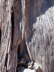 Ancient time worn juniper tree close up texture in the Bears Ears wilderness area of Southern Utah.  