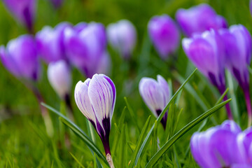 Selective focus of white purple crocus flowers in the green meadow with warm sunlight in the morning, The flowers are one of the brightest and earliest spring bloom, Natural spring floral background.