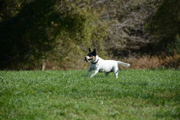 jack russell terrier running