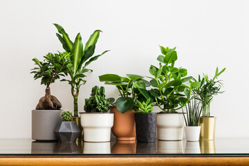 Group of potted plants on wooden table.