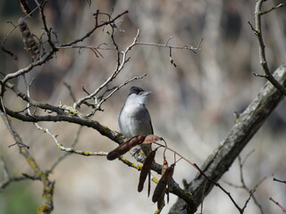 Small gray wild bird with a black head, commonly called Warbler, perched on a branch