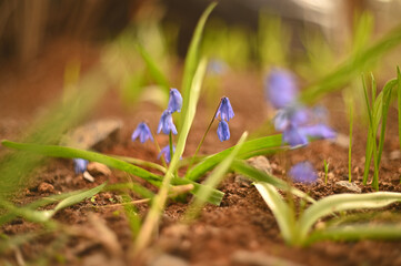 spring primroses close-up on a background of greenery.