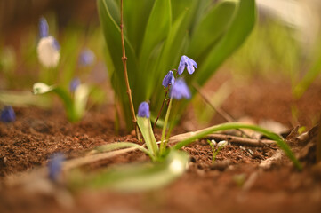 spring primroses close-up on a background of greenery.