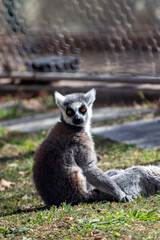 Madagascar Lemur at the zoo.