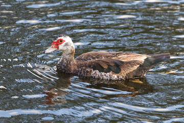 Muscovy Duck wading in a pond. Captured in Fort Lauderdale, Florida.
