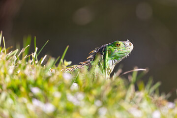 Green Iguana peaking out of grass