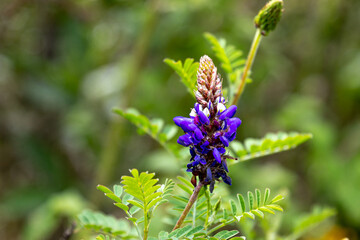 Purple mountain flower at ecuadorian highland