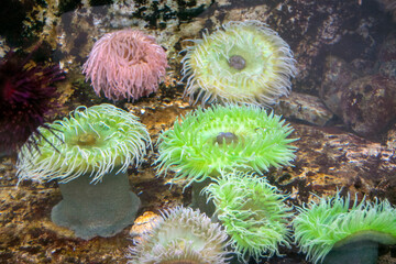 Giant green anemone, reefs and corals life. OCean colors. 