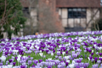 Purple and white crocuses in the grass. Photographed in springtime at a garden in Wisley near...